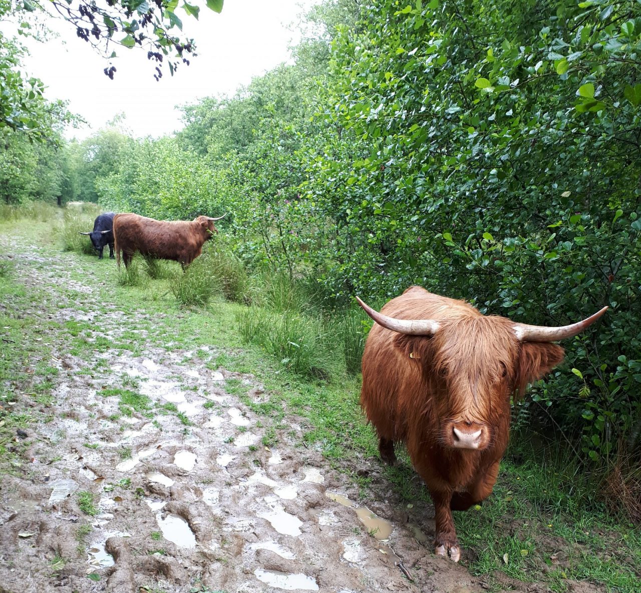 Highland cattle